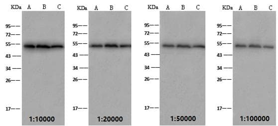 TUBB / Beta Tubulin Antibody (clone 05, Preservative Free)