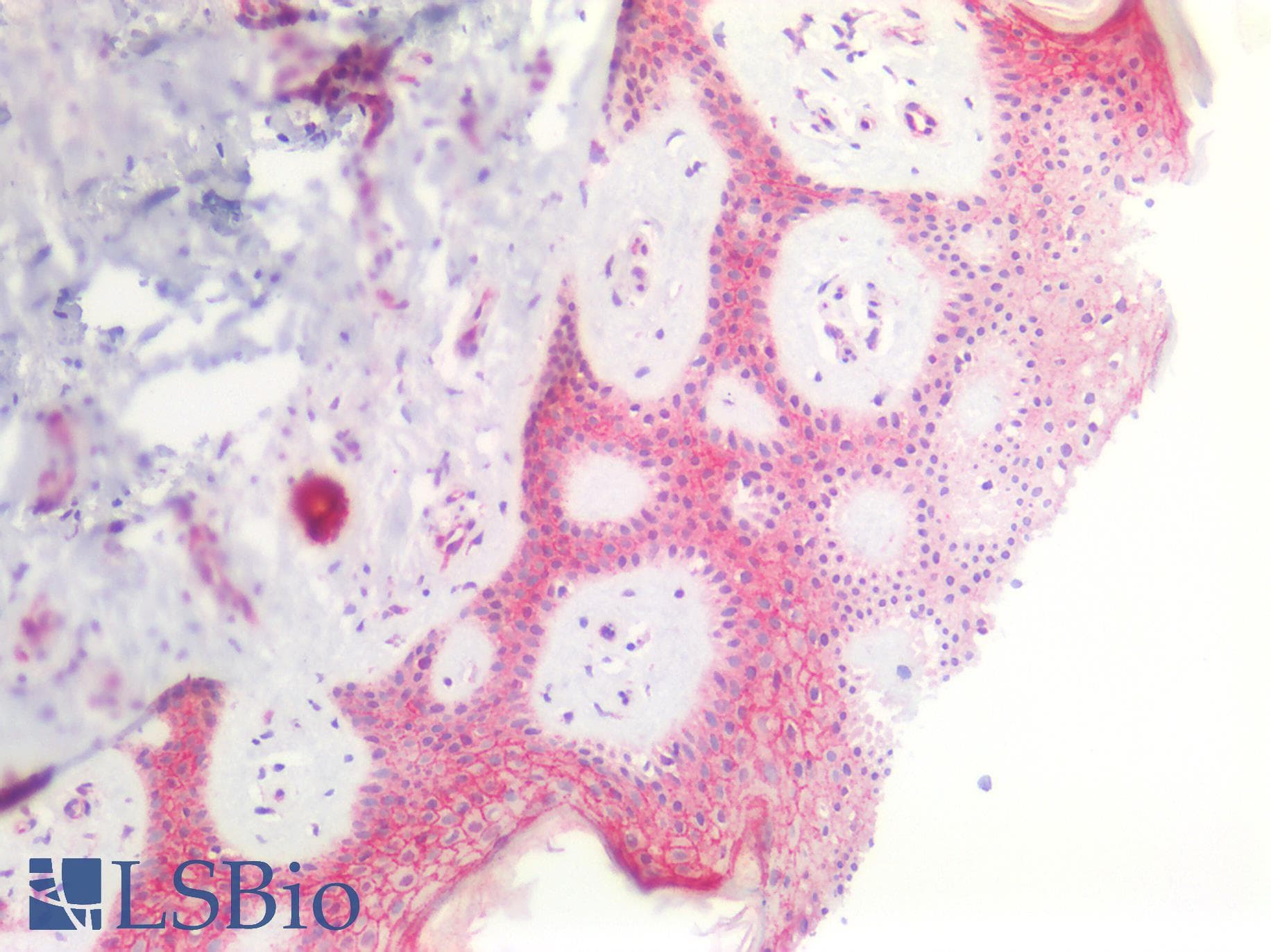 PathPlus™ EMP2 Antibody