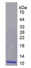 Human MIP2 / GRO2 / CXCL2 Protein (Recombinant His)