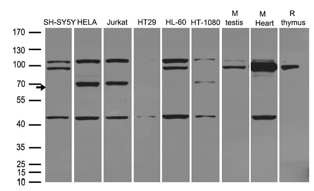MUS81 Antibody