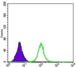 Monoclonal Mouse anti-Human APOB / Apolipoprotein B Antibody (clone 6G6, IF, WB)
