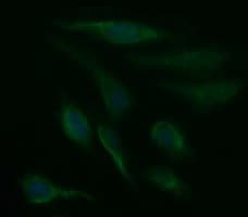 Monoclonal Mouse anti-Human SDSL / Serine Dehydratase-Like Antibody (clone OTI1G4, Carrier-free, IF, WB)
