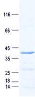Human INSL4 Protein (Recombinant GST, N-terminus + His, C-terminus)