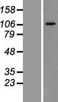 VPS11 Protein (Over-Expression Lysate Myc-DDK (Flag))