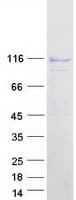 Human MCF2L / DBS Protein (Recombinant Myc-DDK (Flag))