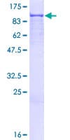 Human CSDE1 Protein (Recombinant GST)