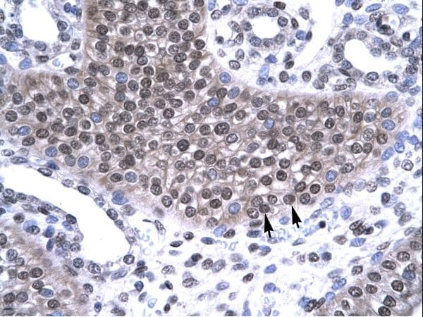 TAF15 Antibody (aa42-91)