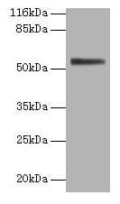 ALPI / Alkaline Phosphatase Antibody