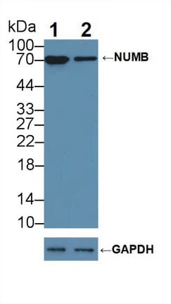 NUMB Antibody (aa376-482)