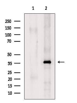 Polyclonal Rabbit anti-Human SEC13 Antibody (WB)