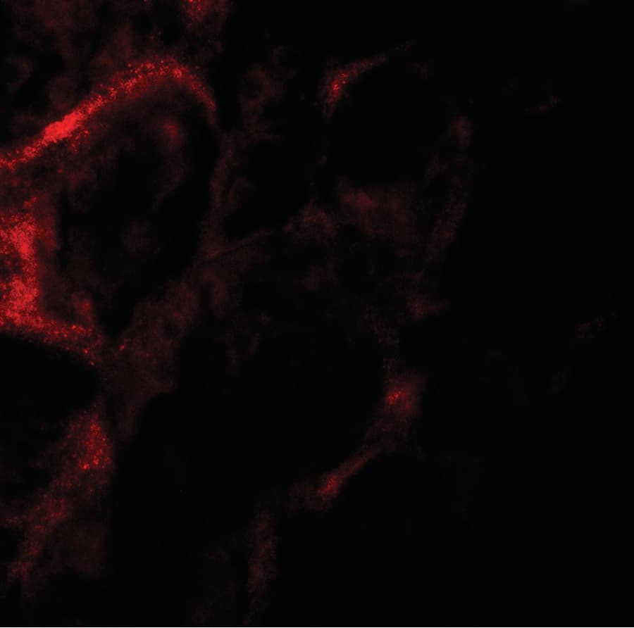 IHC-plus™ ZFYVE21 Antibody