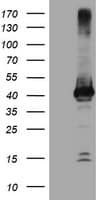 CRYZL1 Antibody (clone OTI1C9)