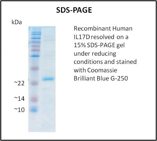Human IL17D Protein (Recombinant)
