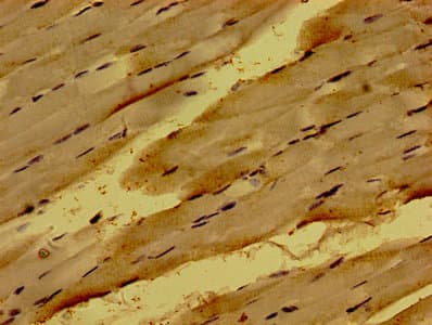 NME6 Antibody