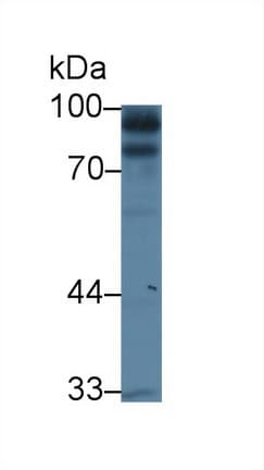 KEL / CD238 Antibody (aa49-358, Cy3)