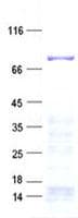 Human ARHGAP24 Protein (Recombinant His, N-Terminal)