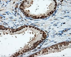 LIPG / Endothelial Lipase Antibody (clone OTI2E12, Carrier-free)