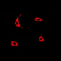 TCN1 Antibody