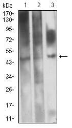 EVI2B Antibody (clone 8F3D1)
