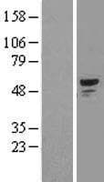 SMAD1 Protein (Over-Expression Lysate Myc-DDK (Flag))