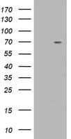 KIAA0517 / TRIM2 Antibody (clone OTI1D12)
