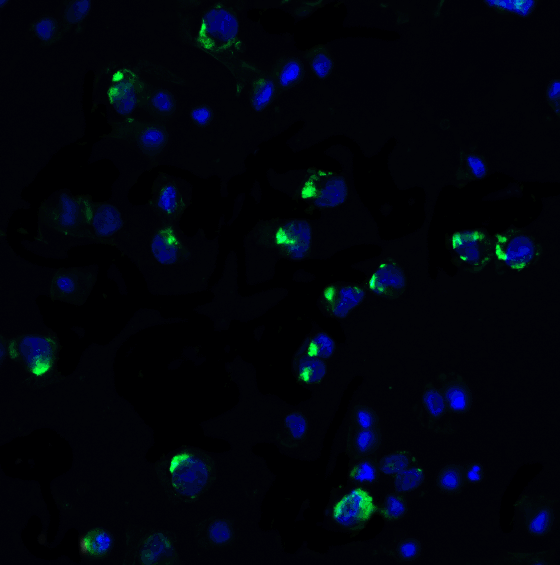 IHC-plus™ PDCD1 / CD279 / PD-1 Antibody