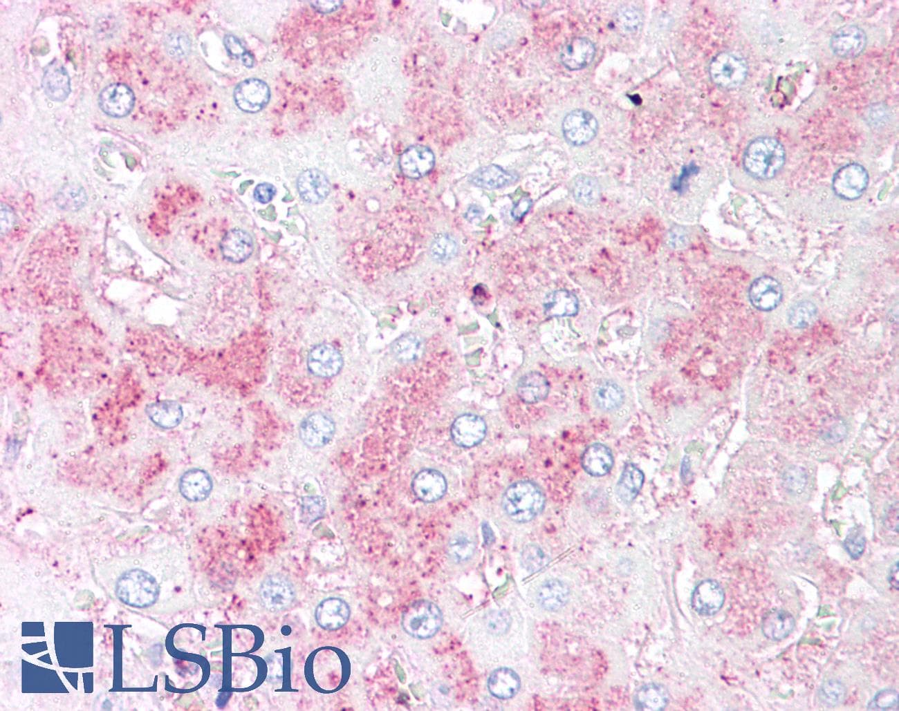 IHC-plus™ SLITRK6 Antibody (N-Terminus)