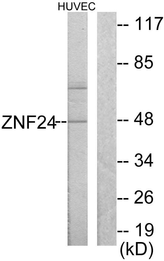 ZNF191 / ZNF24 Antibody