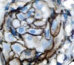 CD44 Antibody