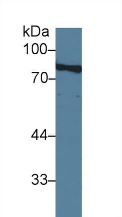AOC1 Antibody (aa27-113)