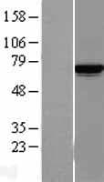 KARS Protein (Over-Expression Lysate Myc-DDK (Flag))
