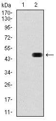 RAP1A Antibody (clone 5F8)