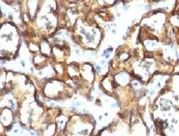 CD34 Antibody (clone CDLA34-1)