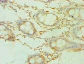 SHMT / SHMT1 Antibody (aa324-483)