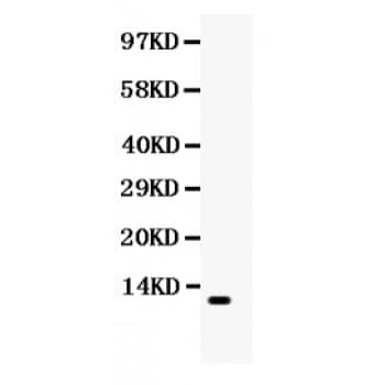 CCL4 / MIP-1 Beta Antibody (aa24-92)