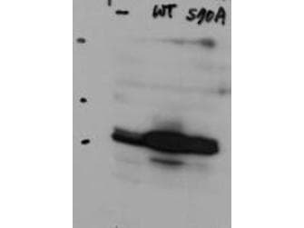 IHC-plus™ HAUS8 Antibody