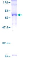 Human THUMPD1 Protein (Recombinant GST)