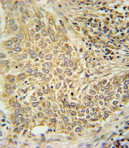 AHR Antibody (aa555-582)
