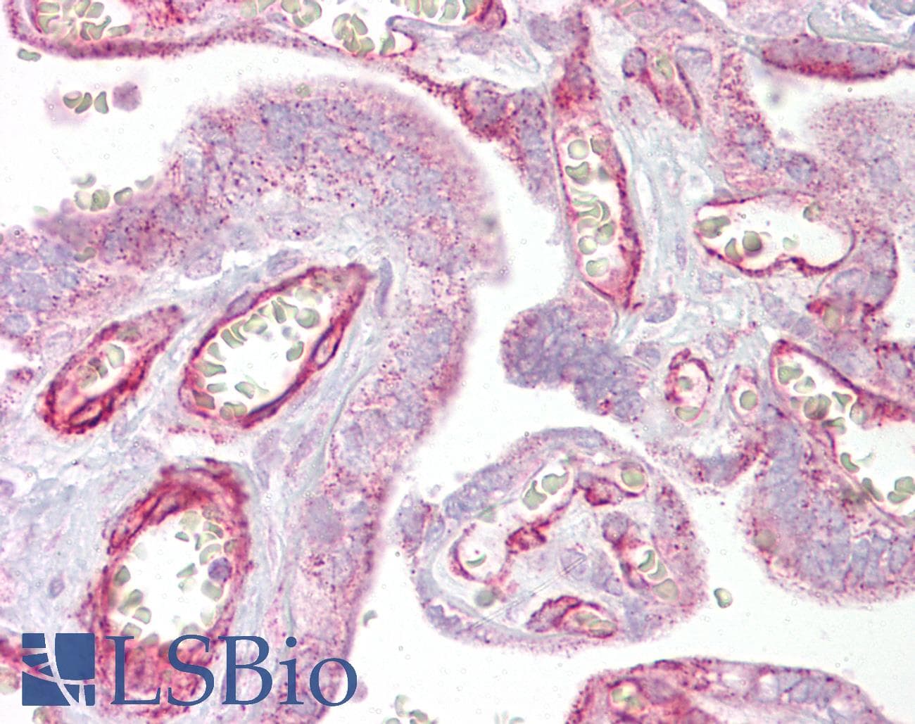GRHL3 Antibody (aa431-480)
