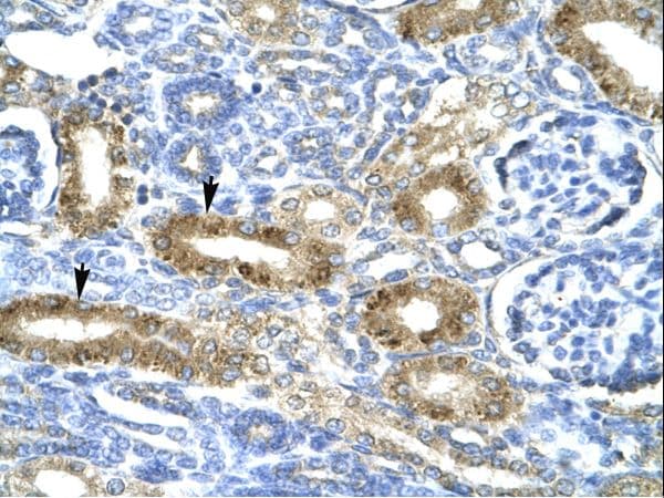 CHRND Antibody (N-Terminus, FITC)