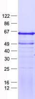 Human LEF1 Protein (Recombinant His, N-Terminal)