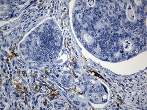 Monoclonal Mouse anti-Human MSR1 / CD204 Antibody (clone UMAB247, aa197-451, IHC)