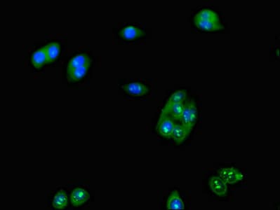 LUZP2 Antibody