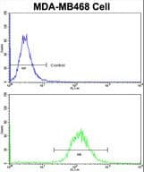 DFNA5 Antibody (aa59-87)