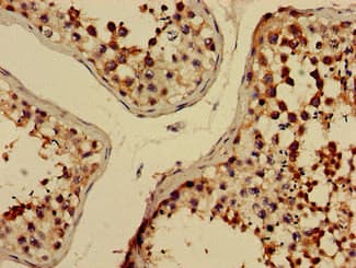 ELMOD2 Antibody