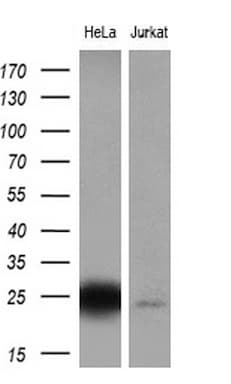 CITED1 Antibody (clone OTI3B1, Carrier-free)