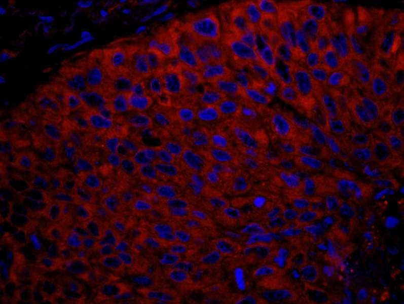 RPL7 / Ribosomal Protein L7 Antibody (aa200-C-term)