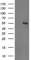 GBA3 / CBG Antibody (clone OTI1F1)