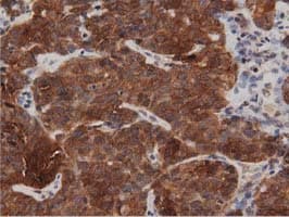 DNAJA2 Antibody (clone OTI1G3)