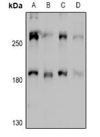 MYO10 / Myosin-X Antibody